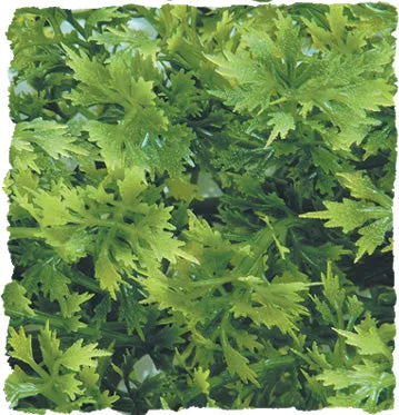 Zoo Med Natural Bush Plant Australian Maple